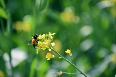 Close-up of bee pollinating on flower