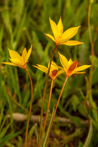 Close-up of yellow flowering plant on land