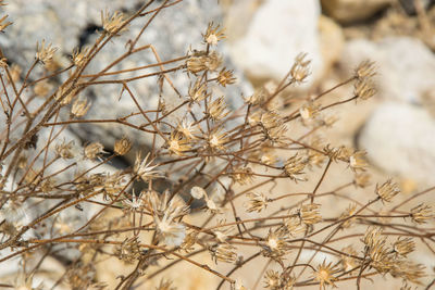 Close-up of wilted flowering plant