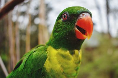 Close-up of parrot