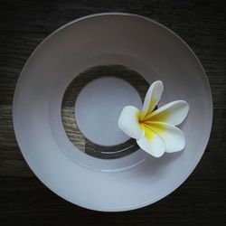 Directly above shot of white flower on table