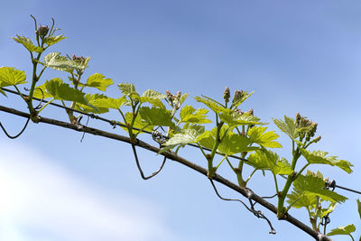 Low angle view of plant against clear blue sky