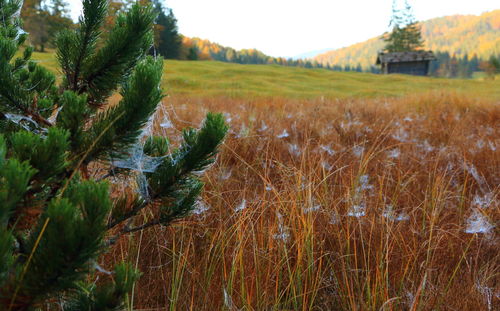 Plants growing on grassy field against clear sky