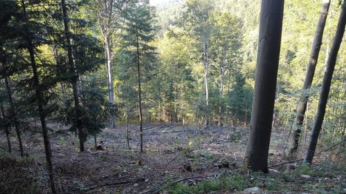 Trees in forest