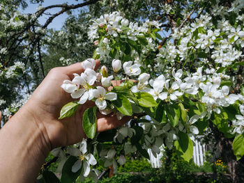 Closeup of a hand holding blooming tree branch