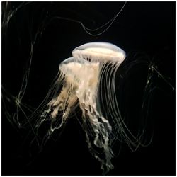 Close-up of jellyfish against black background