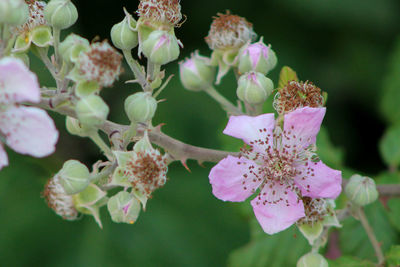 Close-up of pink flowering plant