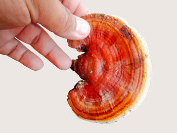 Close-up of person holding shell against white background