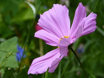 Close-up of pink flower