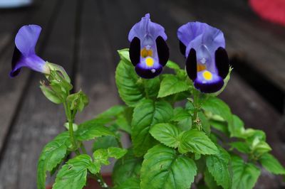 Close-up of flowers blooming outdoors