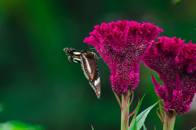 Close-up of butterfly pollinating on pink flower