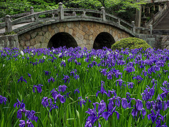 View of purple flowering plants in bridge