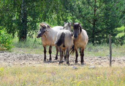 Horses by fence on field against trees