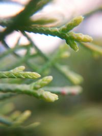 Close-up of fresh green plant