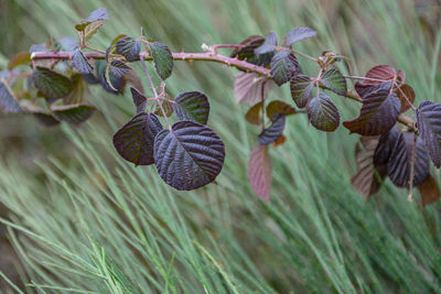 Close-up of plants growing on field