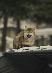 Close-up of cat yawning while sitting on snow