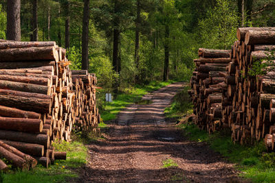 A walk through beacon wood in penrith cumbria with log piles lining the path