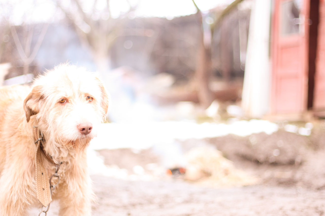 CLOSE-UP PORTRAIT OF DOG OUTDOORS