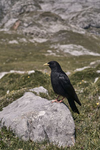 Bird perching on rock