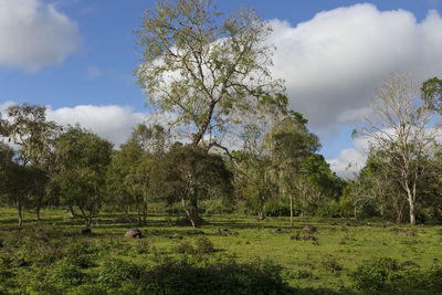 Trees on field against sky