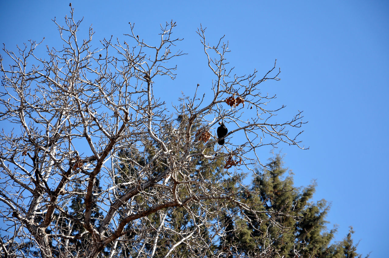 LOW ANGLE VIEW OF BIRD ON TREE AGAINST SKY