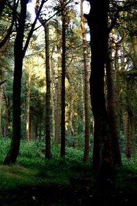 Trees in forest