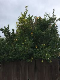 Close-up of fruits growing on tree against sky