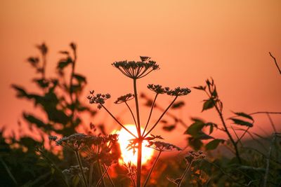 Close-up of silhouette plants against romantic sky at sunset
