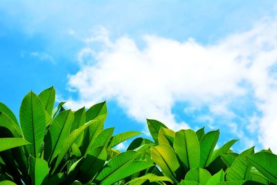 Low angle view of leaves against sky