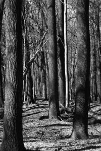 Trees in forest