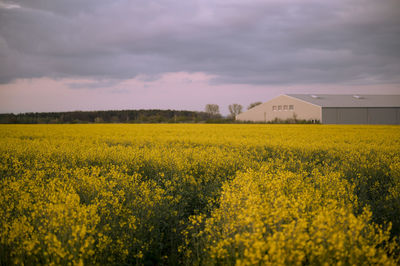 Scenic view of oilseed rape field against cloudy sky