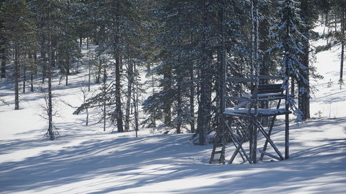 Trees on snow covered field in forest