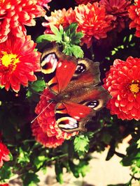 Close-up of red flowers