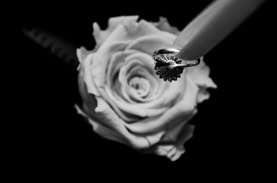 Close-up of rose blooming against black background