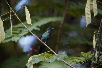 Close-up of bird perching on plant