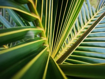 Full frame shot of palm leaf