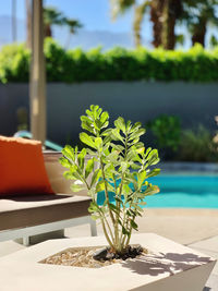 Close-up of potted plant on table by swimming pool