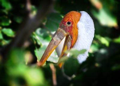 Close-up of painted stork in forest