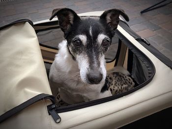 High angle portrait of dog at home