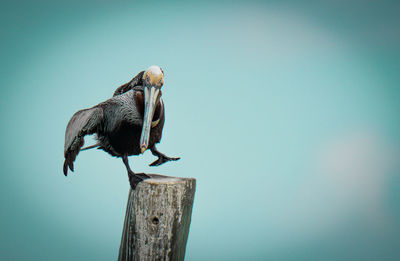 Low angle view of bird perching on wooden post