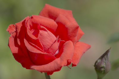 Close-up of red poppy blooming outdoors