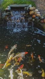 High angle view of koi carps swimming in pond