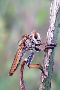 Close-up of insect perching on tree