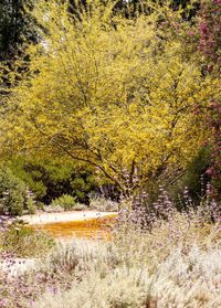 Plants growing in pond