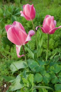 Close-up of pink flowering plant