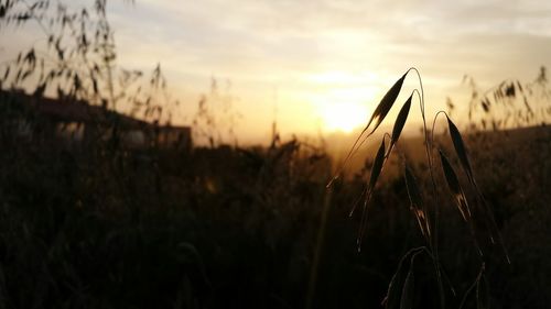 Silhouette flower buds growing on field against sky during sunset