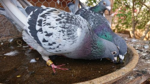 Close-up of pigeon eating
