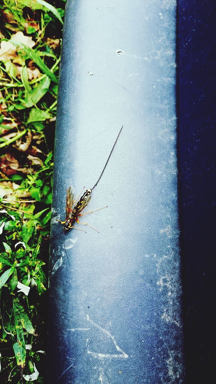 animal themes, wildlife, animals in the wild, insect, one animal, high angle view, leaf, nature, close-up, plant, green color, water, growth, day, outdoors, no people, beauty in nature, fragility, spider, grass