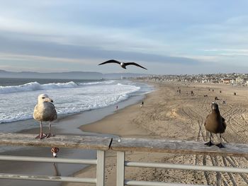 Seagulls flying over sea against sky