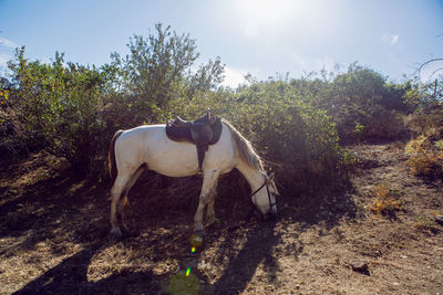 Lone white horse stands on the mountains near a bush and eats in the summer in the crimea